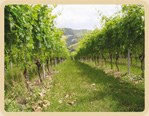 cantine d'ercoli